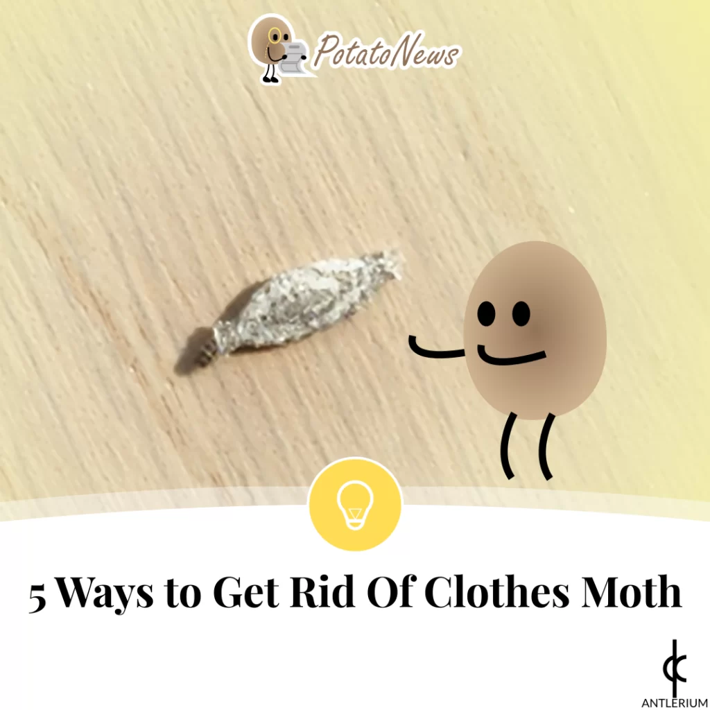 5 Ways to Get Rid Of Clothes Moth