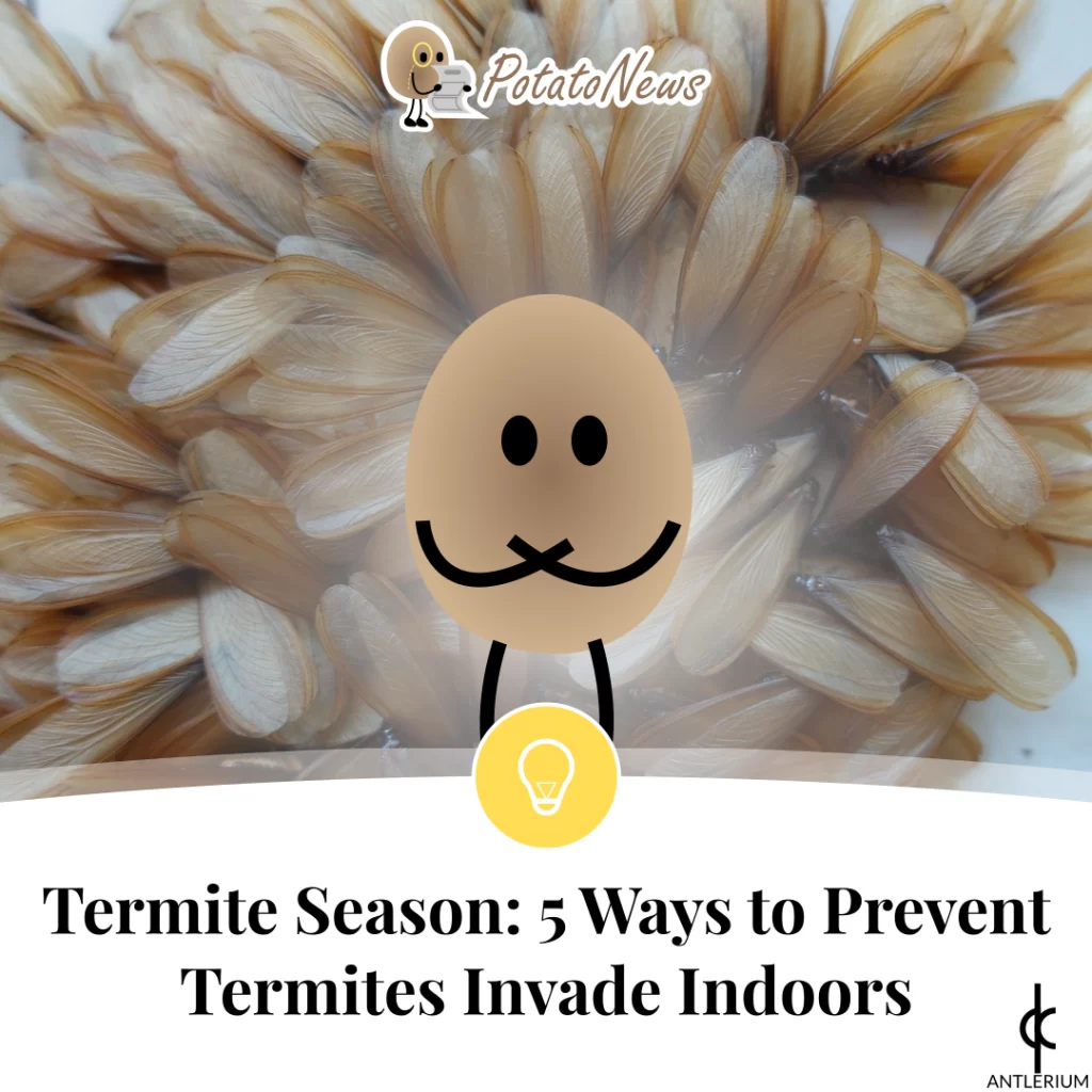 Termite Season: 5 Ways to Prevent Termites Invade Indoors